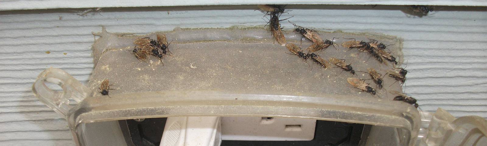 Island Exterminating