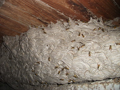 Yellow Jacket Services